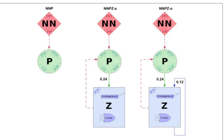 FIGURE 2 | Model configurations with prey capture coefficients and showing the main compartments NN = Nutrients, P = Phytoplankton and Z = Zooplankton; the suffixes “-s” and “-o” indicate specialists (herbivores) and omnivores, respectively; numbers are pr