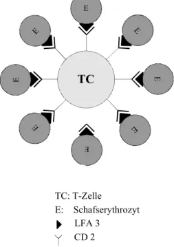 Abbildung 2.2 Schematische Darstellung der T-Zell-Rosettierung nicht maßstabgetreu.