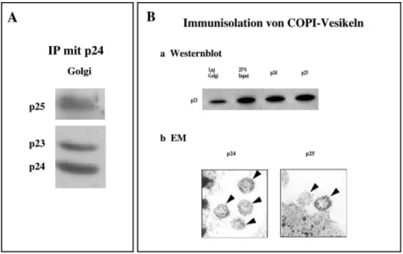 Abbildung 3: p24-Mitglieder bilden Heterooligomere in Golgimembranen und in COPI-Vesikeln A Aus CHO-Golgi wurde wie in Material und Methoden beschrieben mit einem Antikörper gegen p24 (Elfriede) immunpräzipitiert (IP)