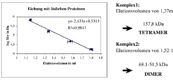Abbildung 7: Eichung der Gelfiltrationssäule mit löslichen Proteinen