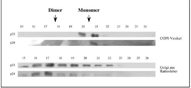 Abbildung 10:  Bestimmung der Größe der p24-Protein-Komplexe in COPI-Vesikeln aus Rattenlebergolgi und -cytosol