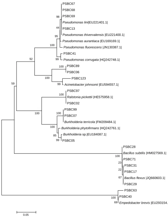 Figure  2.  Neighbour-Joining  phylogenetic  tree  of  16S  rRNA  gene  sequence  showing  the  positions  of  different PSBC strains