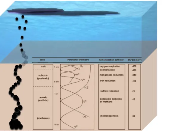 Figure  5.  A  schematic  representation  of  the  biogeochemical  zonation  (marine  redox  ladder)  in  marine sediments  along with a schematic representation of petroleum seeping out at the sediment
