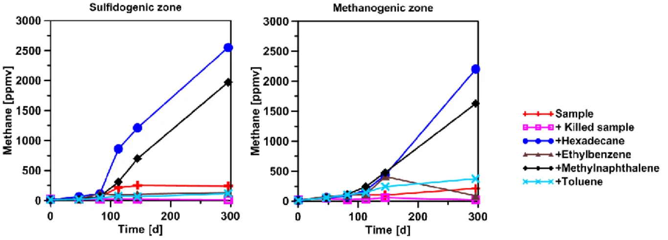 Figure 11. Methane production in enrichment cultures in sediment samples from the  methanogenic and sulfate-reducing zone