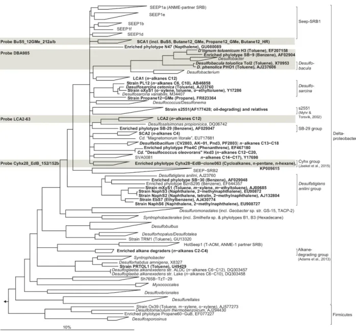 Figure 1. Phylogenetic tree showing the affiliation of 16S rRNA sequences of cultured or enriched  sulfate-reducing anaerobic hydrocarbon degraders to selected reference sequences of the domain  Bacteria