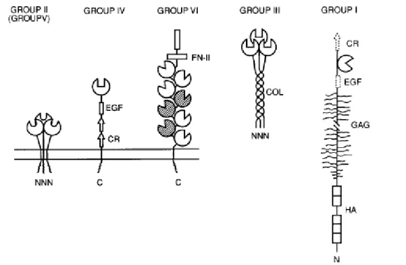 Abb. 1.2-3 Darstellung von C-Typ Säugerzelllectine. Repräsentative Strukturen von drei Gruppen  von Membran-assoziierten Lectinen: Gruppe II, das Hühnerleber Lectin (homolog zum Mammalian  Asialoglycoprotein Rezeptor); Gruppe IV, Selectin Zelladhäsion Mole