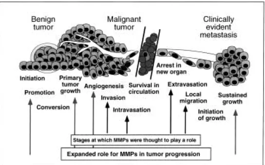 Abbildung 1.2-6 zeigt die relevanten Schritte in der Entwicklung von der Entartung eines benignen  Tumors zum malignen Tumors
