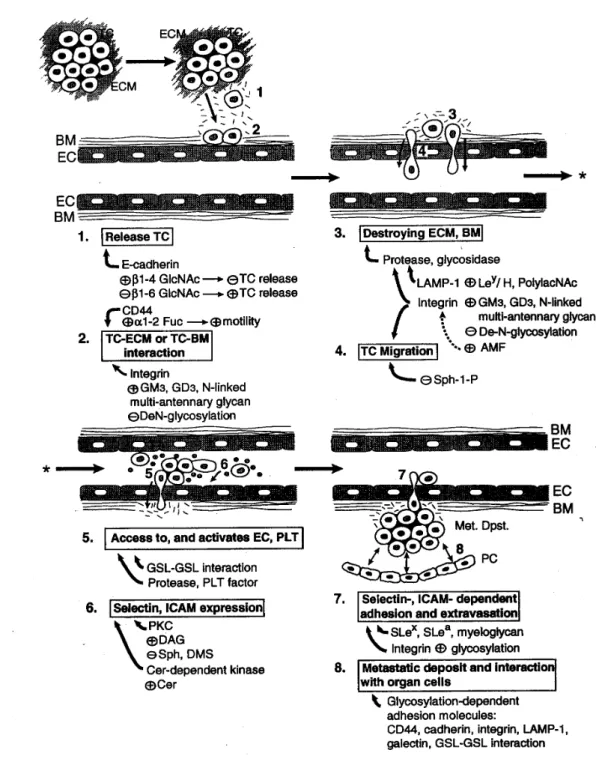 Abb. 1.2-7 Schematische Darstellung der Involvierung der Glycosylierung beim  Metastasierungsprozess; BM, Basalmembran; DAG, Diacylglycerol; EC, Endothelial cells; ECM,  extracellular matrix; PC, parenchymatous cells of organs; PLT, Platelet; TC, tumor  ce