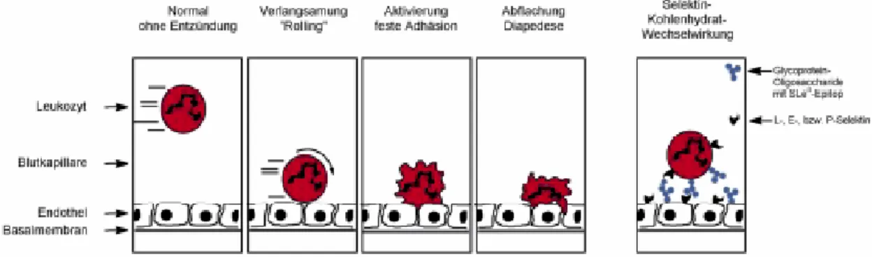 Abb. 1.2-8 Schematische Darstellung des Entzündungsprozesses. Normalerweise bewegen sich  die Leukozyten schnell im vaskularen Strom der Blutgefäße, ohne dass eine Wechselwirkung mit  dem Endothel stattfindet