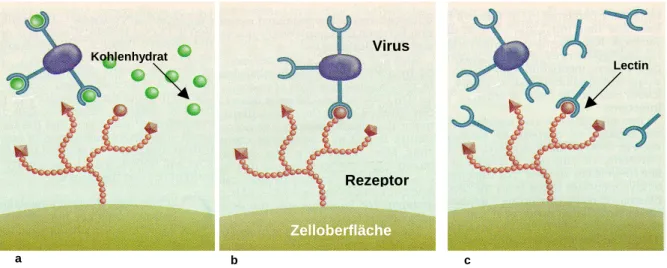 Abb. 1.4.-1 a. Virus blockiert durch hochaffine Kohlenhydrate, b. Virus-Zellrezeptor-Bindung   c