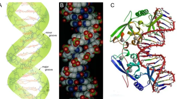 Fig. 1.3  DNA Double Helix Structure and Protein Binding to DNA