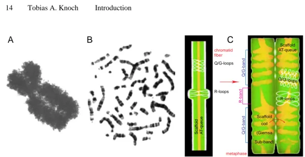 Fig. 1.9  Ideogram Banding and the Radial-Loop-Scaffold Model of Metaphase Chromosomes In metaphase the chromosomes are condensed into cylinders, with a centromer separating the so called shorter p-arm from the longer q-arm and at which the sister chromati