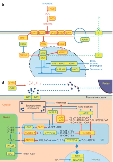 Figure 3 | Reconstruction of metabolic (or gene) pathways involved in  the production of stomata, ethylene, terpene and pollen in Z