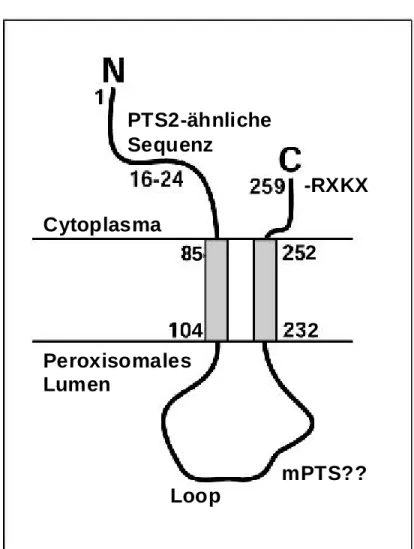 Abb. 2-1: Die Pex11-2-Membrantopologie