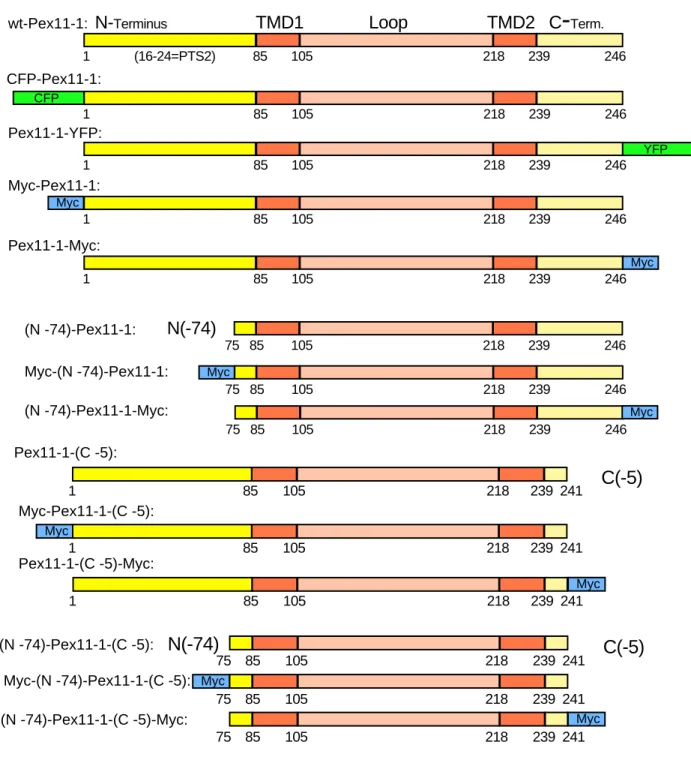 Abb. 3: Übersicht über die angefertigten Pex11-1-cDNA-Konstrukte
