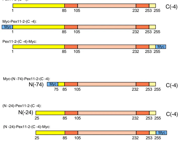 Abb. 4: Übersicht über die Pex11-2-cDNA-Konstrukte