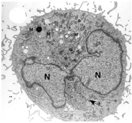 Abb. 10 A: Stabiler GFP-Pex11-2-Zellklon: Elektronenmikroskopische Aufnahme eines Schnittes durch eine CHO-Zelle, die ständig GFP-Pex11-2 exprimiert