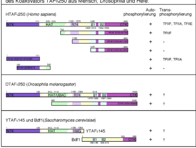 Abb. 1.6. Schematische Darstellung der TAF II 250-Proteine aus  Mensch, Drosophila und Hefe und einige der chracterisierten Kinase-Substrate