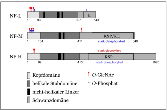 Abb. 1.3: Schematischer Aufbau der Neurofilamente mit Glycosylierung und Phosphorylierung