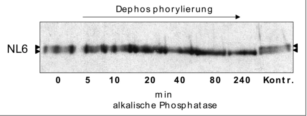 Abb. 3.10: Immunblot-Analyse der Dephosphorylierung von NF-Proteinen aus BE2-Zellen. Durch Triton- Triton-Extraktion aus BE2-Zellen angereicherte NF-Proteine (10 µg) wurden mit alkalischer Phospatase für 5, 10, 20,  40, 80, 240 min inkubiert, dann über ein