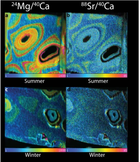 Figure 2.  NanoSIMS ratio images of Mg/Ca (left) and Sr/Ca (right) of natural growth in the summer (a,b) and  winter (c,d)