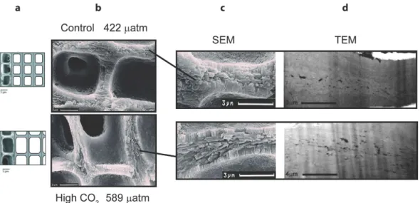 Figure 4.  Structural comparison of L. glaciale cell wall grown under natural conditions (top) and cultured  under high CO 2  conditions (bottom) using secondary electron microscopy (SEM, middle) (b,c) and transmitted  electron microscopy (d) (TEM, right)