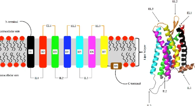 Figure 1. GPCR Structure Left: schematic of a G protein coupled receptor in its membrane environment  showing  the  connectivity of  helixes  (H1-H8),  extra-  and  intracellular  loops  (EL/IL)