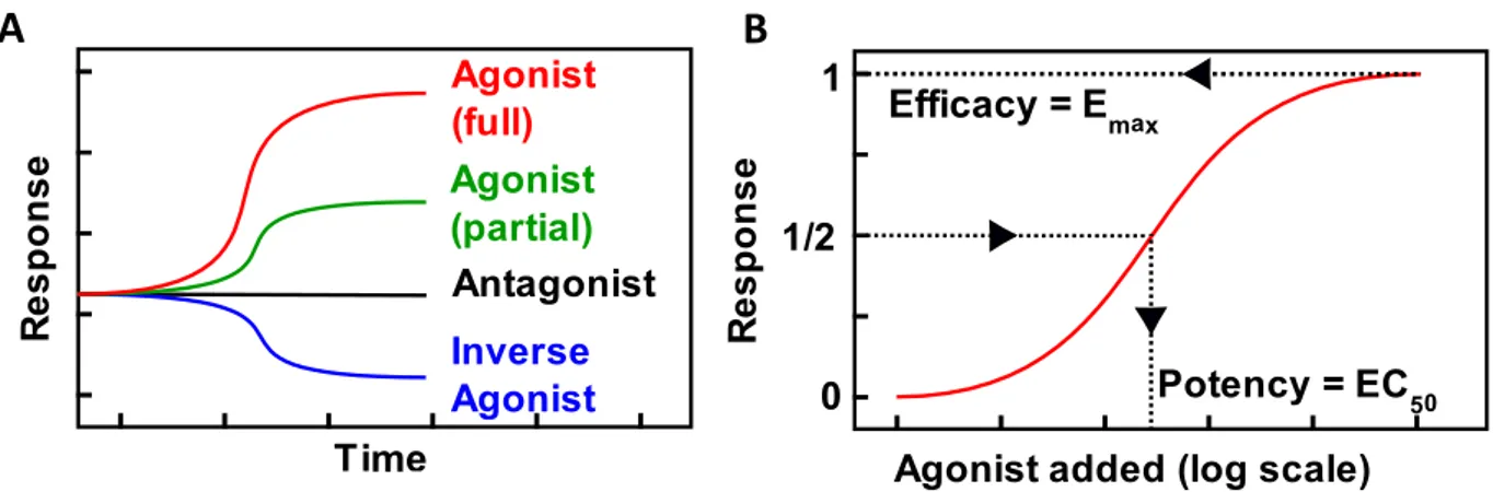 Figure  2.  A)  Schematic  representation  of  time  courses  showing  a  receptor’s  response  over  time  depending on the type of ligand added