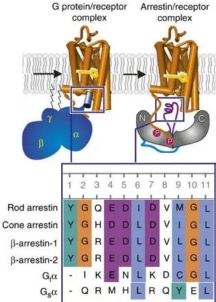 Figure 6. Overview of rhodopsin binding of G proteins and arrestins. Left: Coupling to the G protein