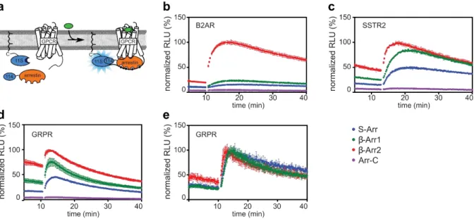Figure  12.  Indirect  arrestin  recruitment  assay  showing  the  recruitment  of  all  four  human  arrestin  isoforms to various GPCRs