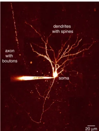 Figure 2.2 The neuron