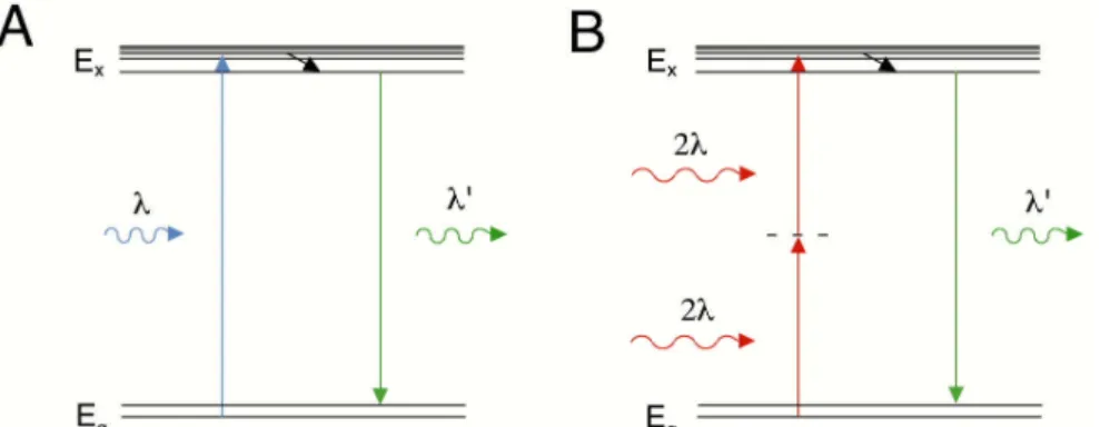 Figure 3.3 One and two-photon excitation