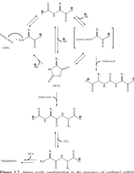 Figure  1.2.  Amino  acids  condensation  in  the  presence  of  carbonyl  sulfide. 