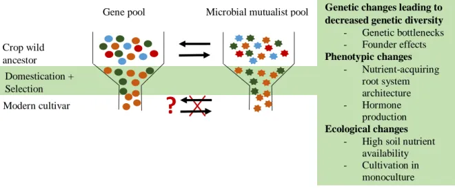 Figure  1  Proposed  link  between  modern  crop  gene  pools  and  their  microbial  mutualist  associations