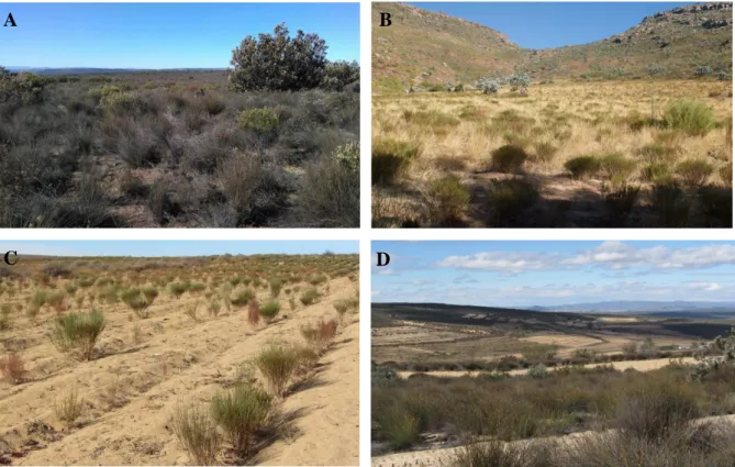 Figure  3  Wild  habitats  and  cultivation  systems  of  rooibos  [Aspalathus  linearis  (Burm.f.)  R.Dahlgr.,  Crotalariae]