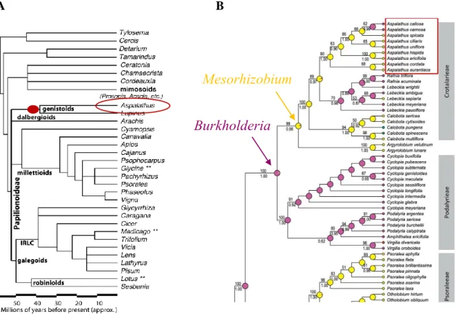 Figure 4 Evolutionary history of the genus Aspalathus in relation to the dominant rhizobial symbionts of  rooibos