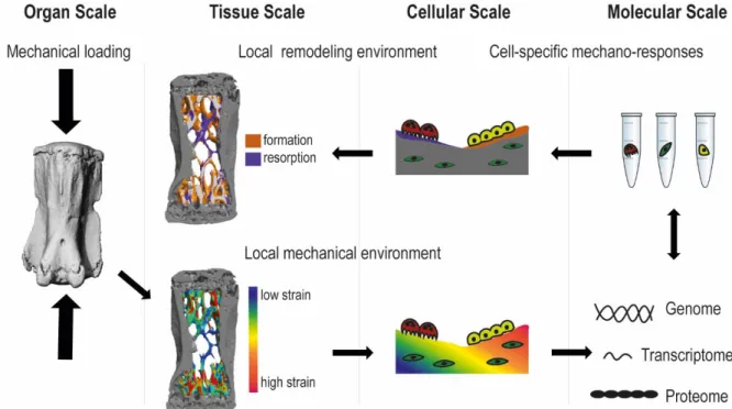 Fig. 2.2 Multiscale process of load-induced bone remodeling. Mechanical forces exerted at the organ scale are distributed heterogeneously throughout the tissue
