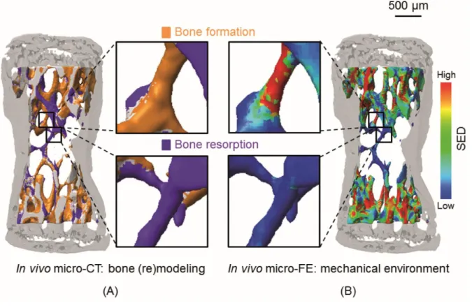 Fig. 2.4 Comparison of local bone formation and resorption sites with the mechanical environment
