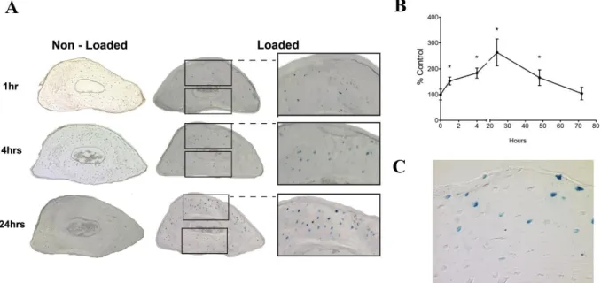 Fig. 2.5 Kinetics of β-catenin activation after a single load session. (A) Representative images and close-up of cross-sections at the midshaft region of non-loaded and loaded ulnas (B) Graph showing counts of manually counted β-catenin positive cells
