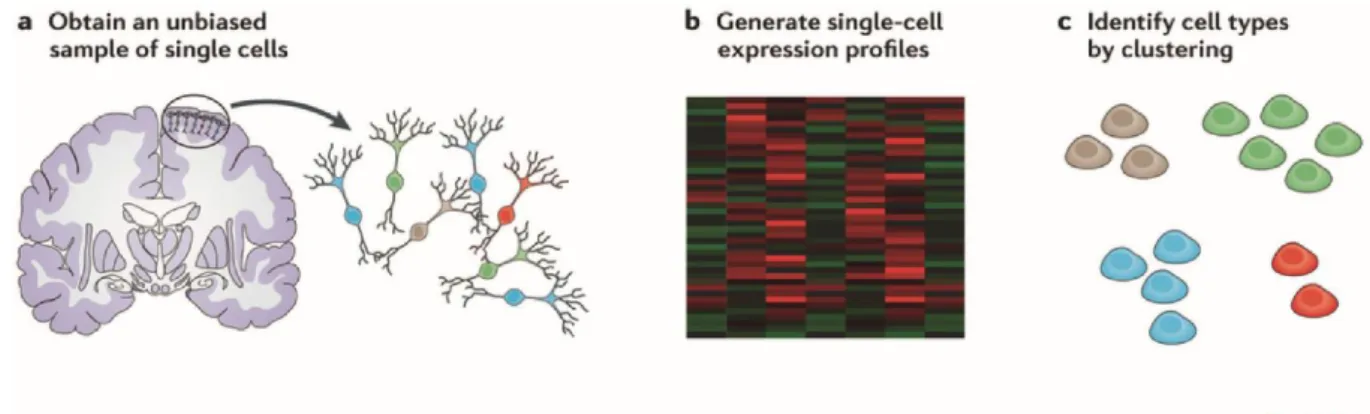 Fig. 2.7 Cell-type discovery by unbiased sampling and transcriptome profiling of single cells.