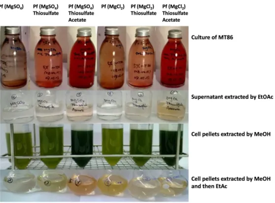 Figure 3-5. Photos of cultures and extracts of A. vinosum MT86 in different media. 