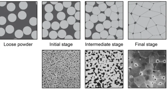 Figure 1.3:  Schematic representation of the sintering stages and matching examples of real microstructures from  representative particle compacts [2]