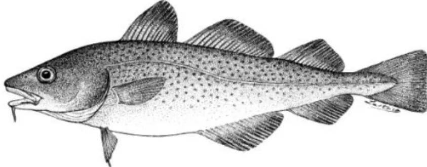 Figure  2.  Gadus  morhua,  the  Baltic’s  top  predator  fish.  Because  of  the  strong  decrease in the  eastern  Baltic  population  of cod researches focus  on detecting the  causes of its decline (Cohen 1990)