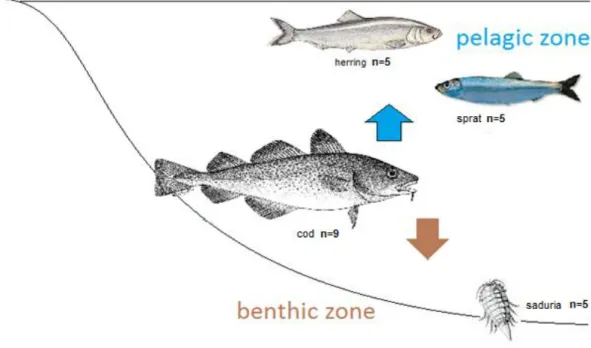 Figure 3. Schematic description of the cod’s feeding ecology: the blue arrow shows the cod’s pelagic food sources  represented  by herring  and sprat,  the brown  arrow shows the cod’s benthic food sources represented  by saduria
