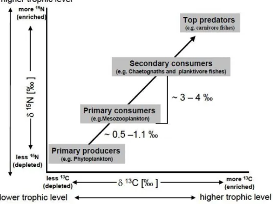 Figure 6. Schematic plot of  13 C and  15 N isotope enrichment/depletion indicating the trophic level within  a food chain in a marine ecosystem (Agurto 2007)