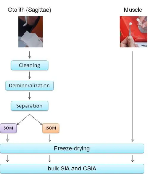 Figure  10.  Diagram  of  the  different  steps  for  sample  preparation.  Soluble  organic  material  (SOM),  insoluble  organic  material (ISOM) and muscles are freeze-dried and analyses for either bulk SIA or CSIA separatly.