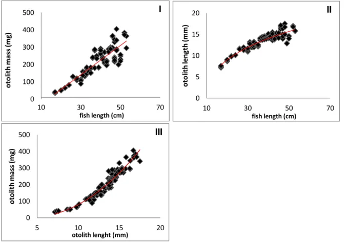 Figure 11. Reults of length, width  and mass measurements of the cod otoliths. In figure ‘I’ the otoliths’ mass is plotted in relation to  the  fish  length,  the  otolith’s  mass  increases  proportionally  to  fish  length