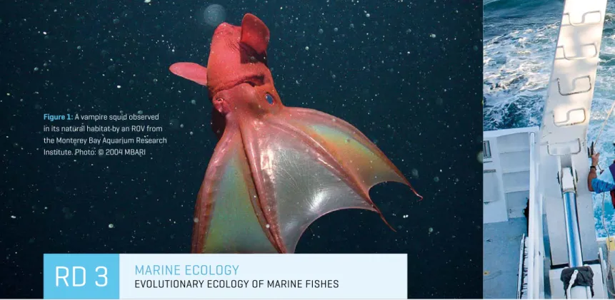 Figure 1: A vampire squid observed  in its natural habitat by an ROV from  the Monterey Bay Aquarium Research  Institute