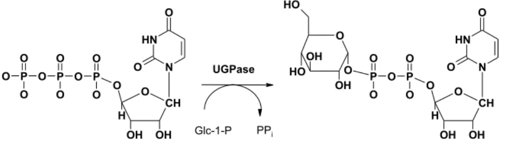 Abbildung 1.6.: Folgereaktionen der Pyrimidin de-novo Synthese: Bildung von UDP-Glucose aus UTP durch Nukleotidyl Gruppentransfer auf α -D-Glucose-1-Phosphat (Glc-1-P), katalysiert durch  UDP-Glucose Pyrophosphorylase (UGPase, EC 2.7.7.9).