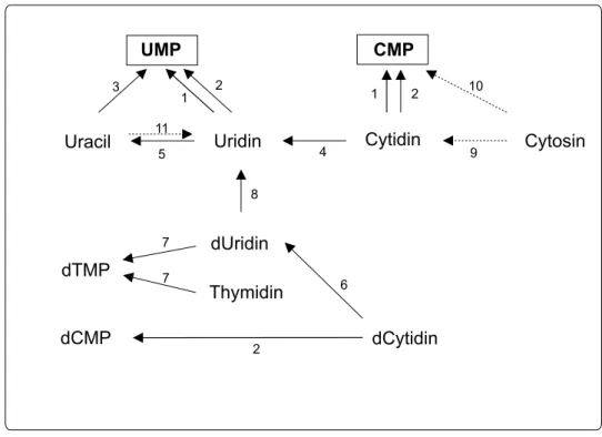 Abbildung 1.8.: Enzyme des Salvage-Pathway in Solanum tuberosum. Schema erstellt nach Katahira &amp;